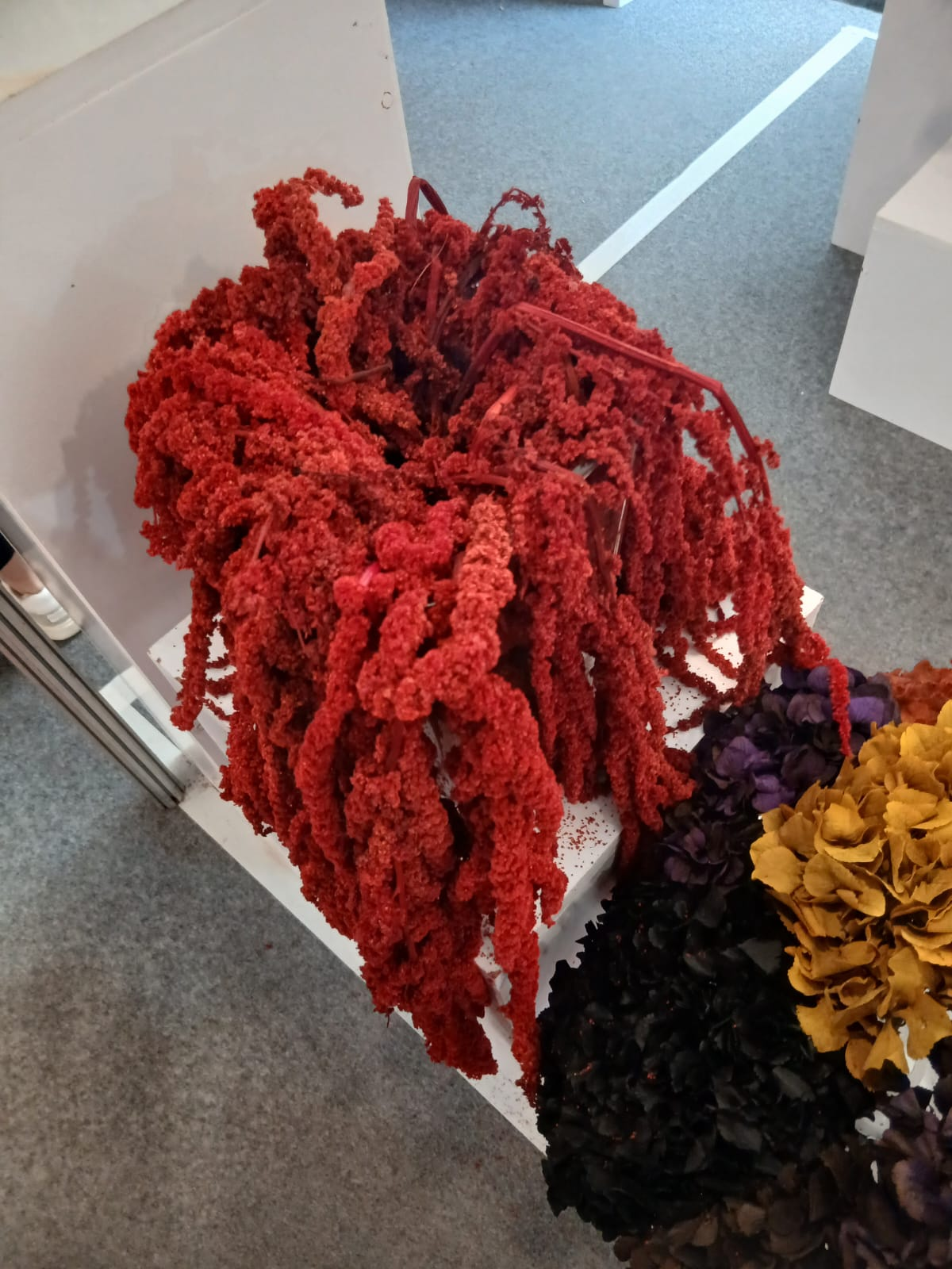 Amaranthus