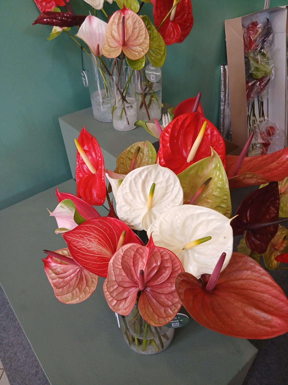 Anthurium