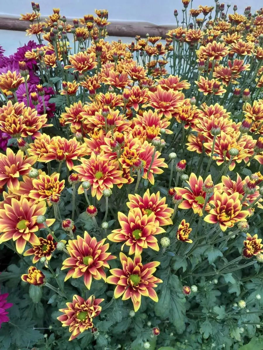 Summer Flowers