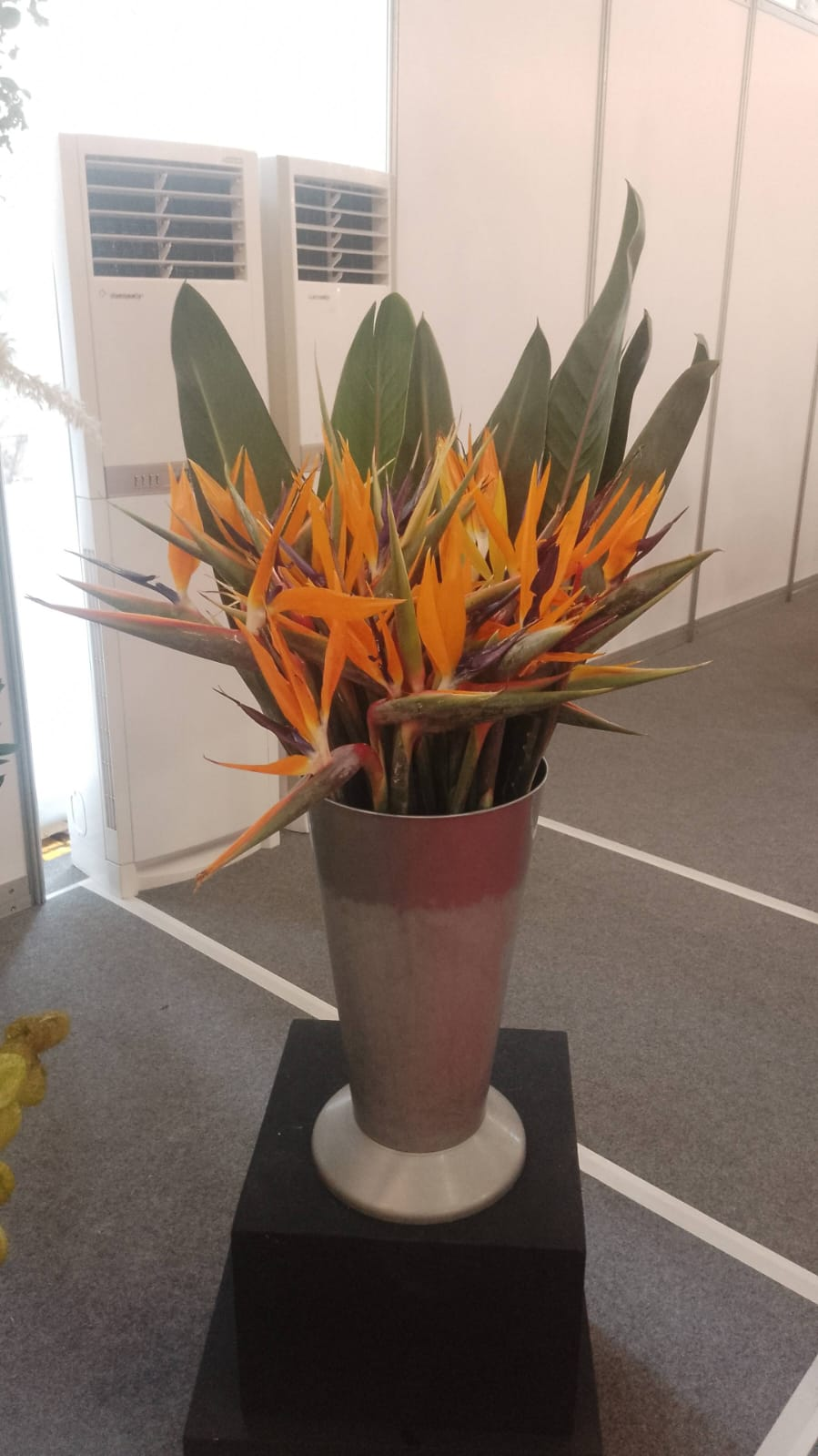 Birds of Paradise