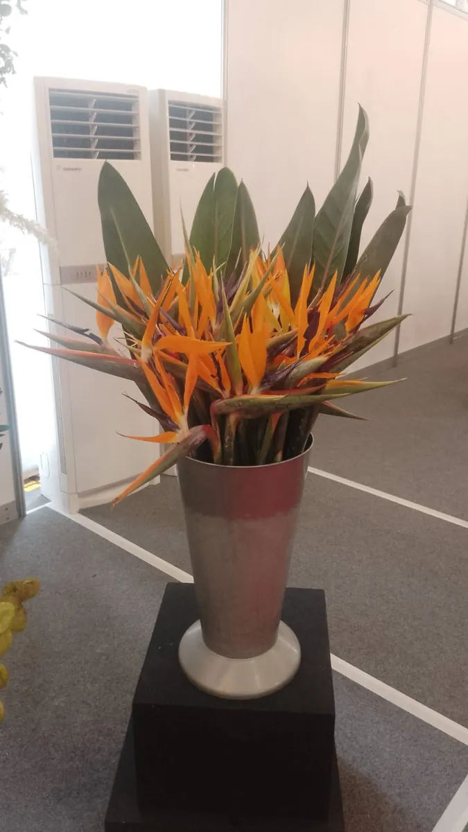 Birds of Paradise