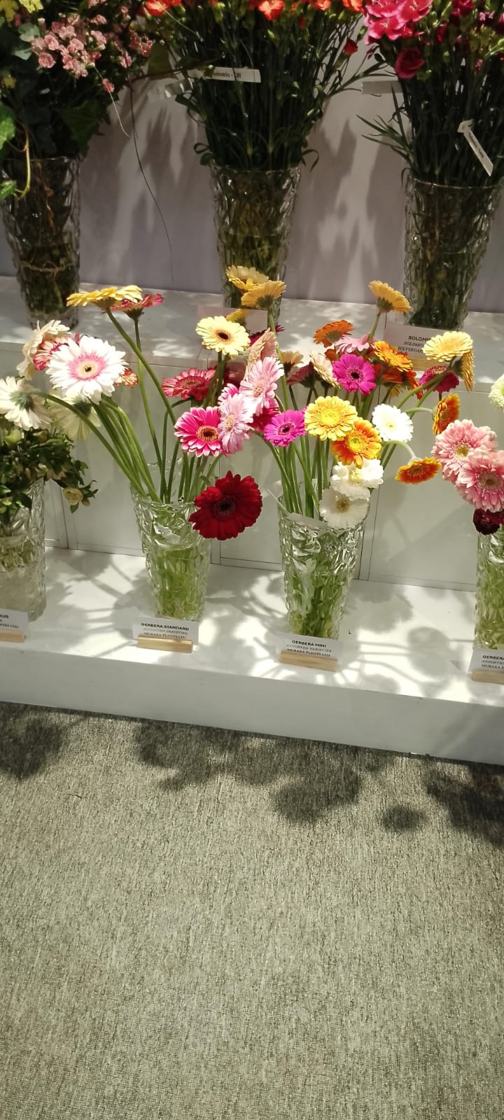 Gerbera