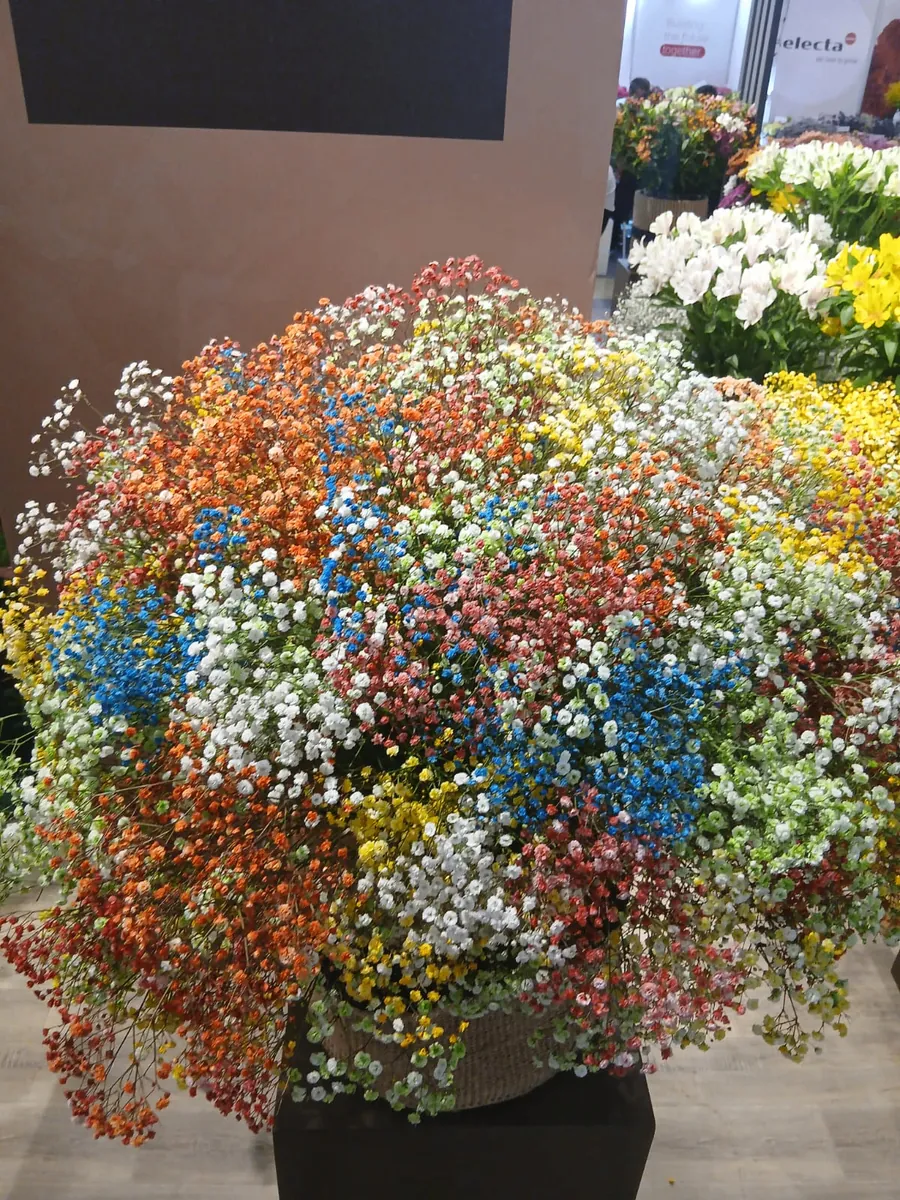 Gypsophila