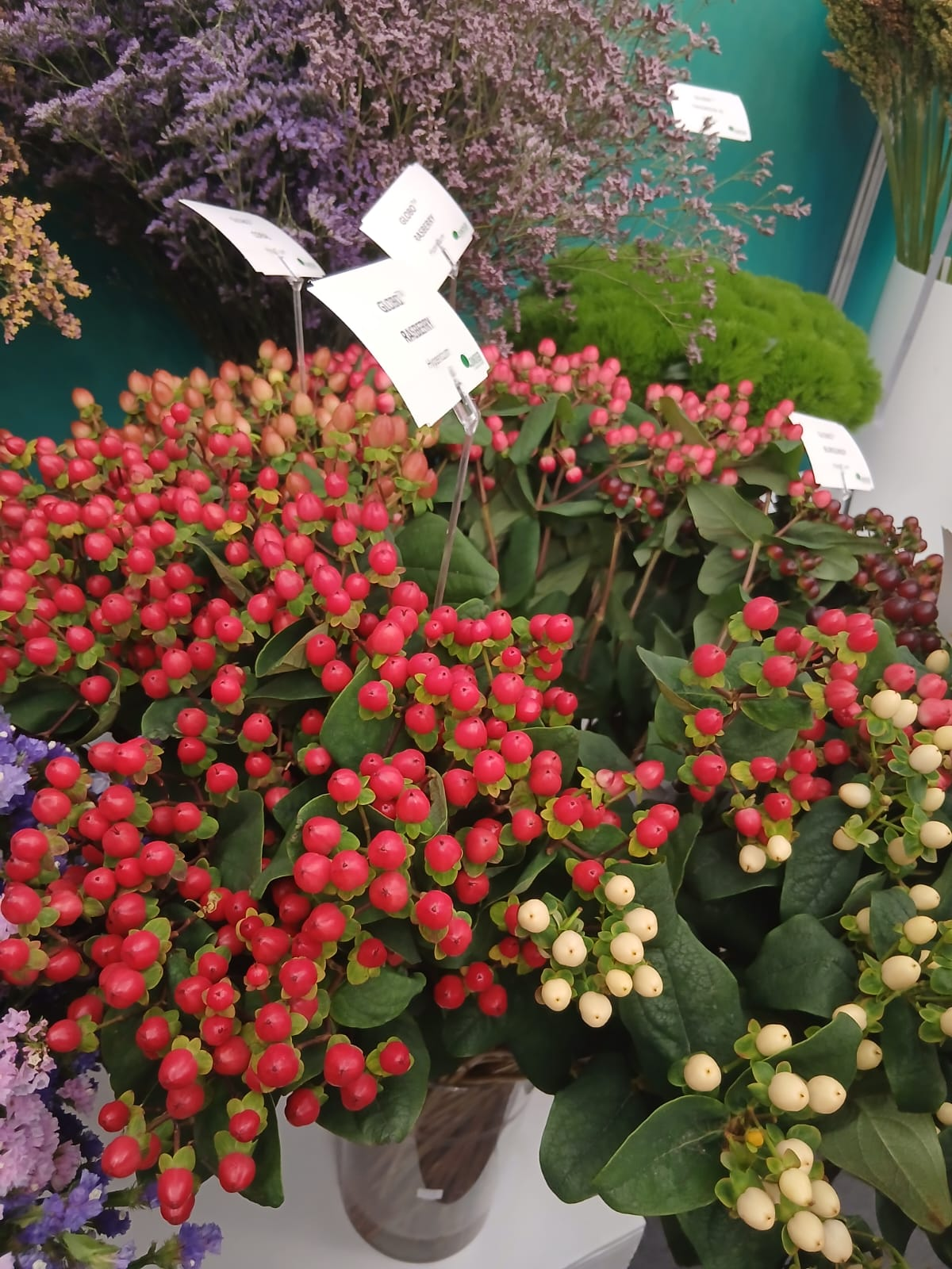 Hypericum