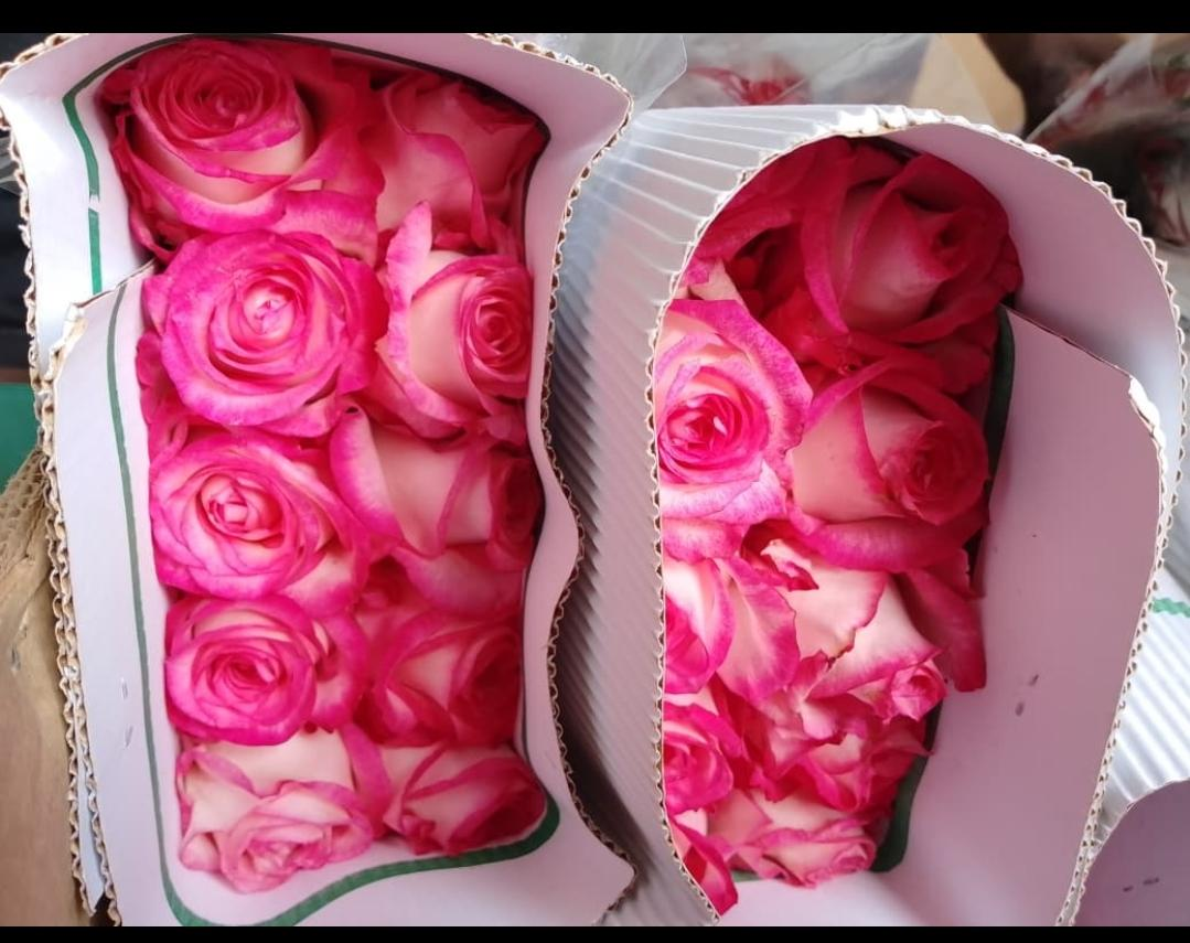 The Jumilia Pink Rose