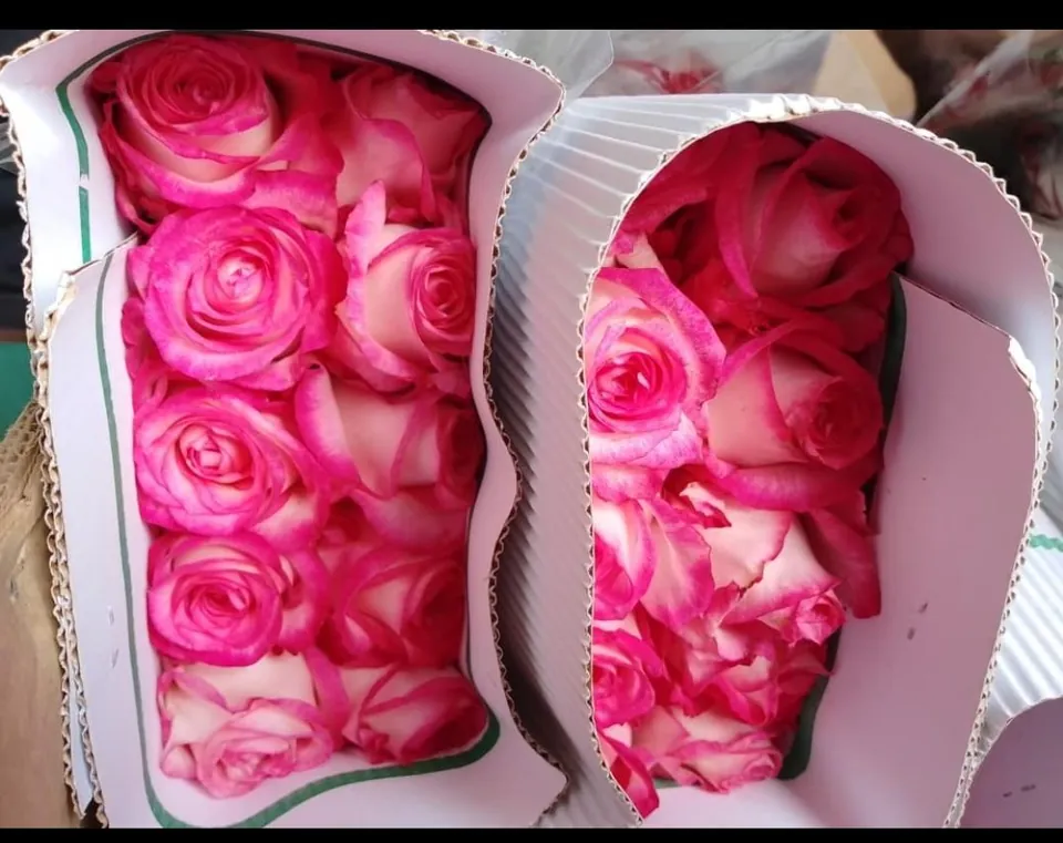 The Jumilia Pink Rose
