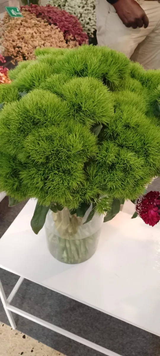 Kiwi Mellow
