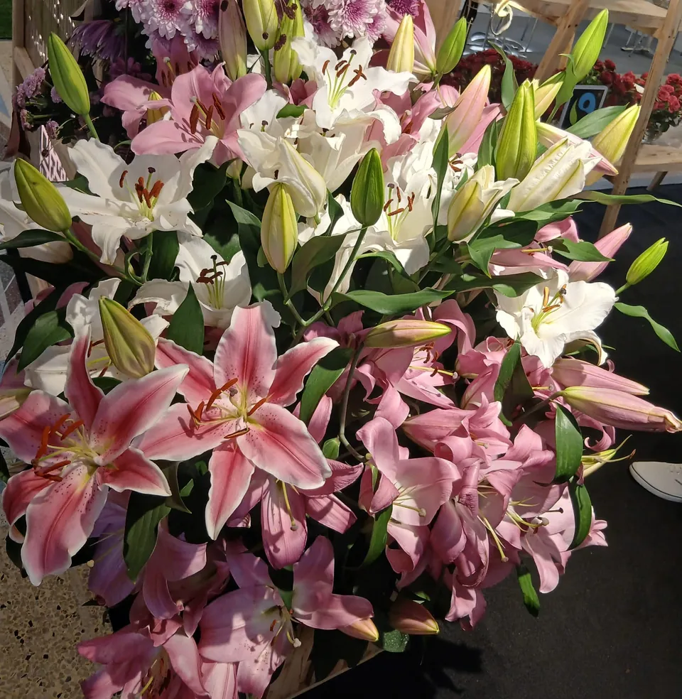 Oriental Lilies