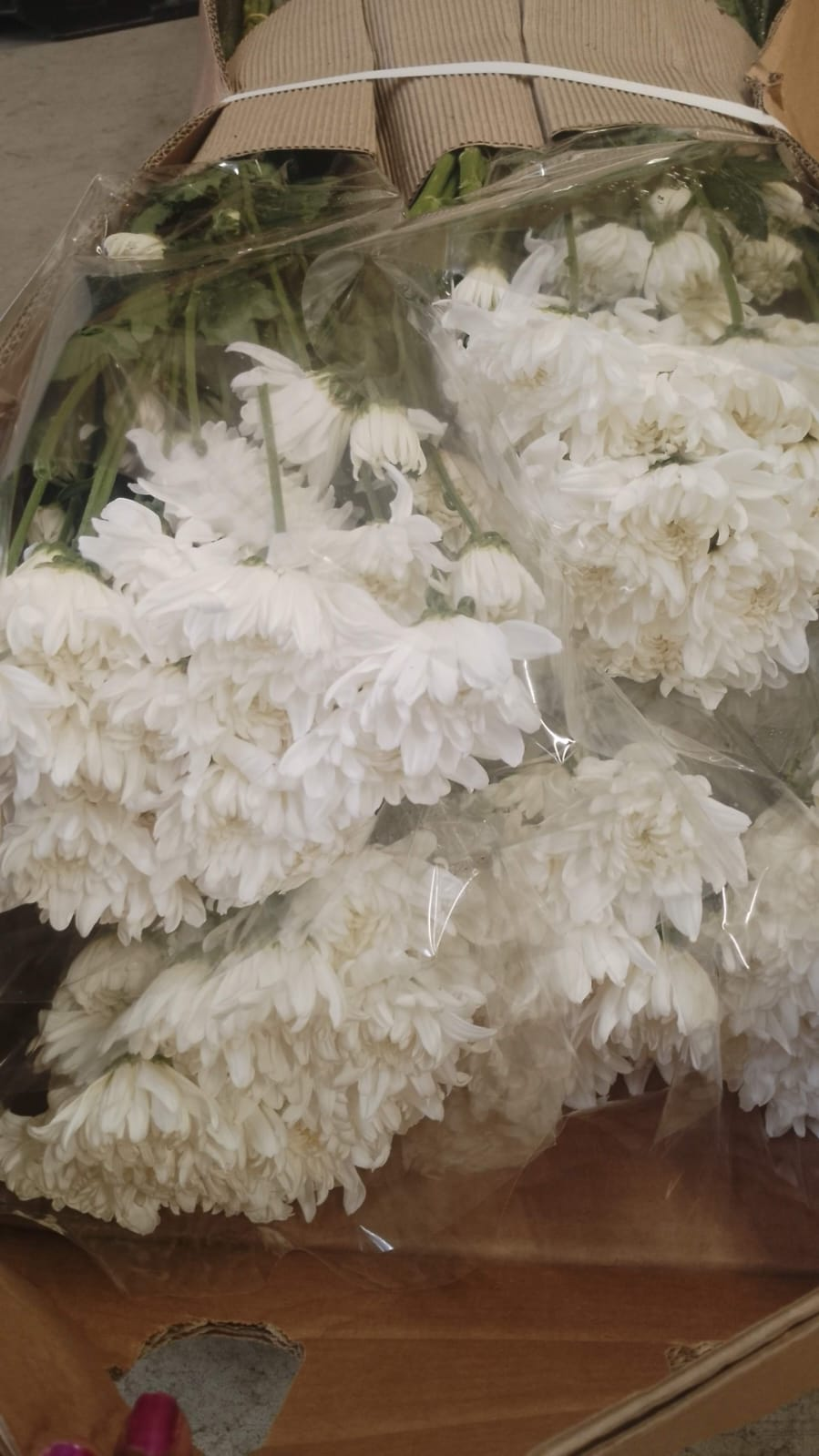 White Chrysanthemums