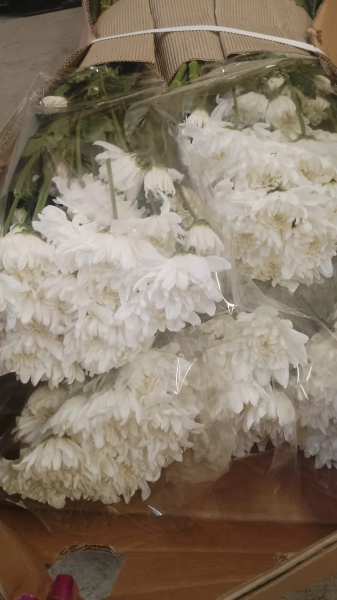 White Chrysanthemums